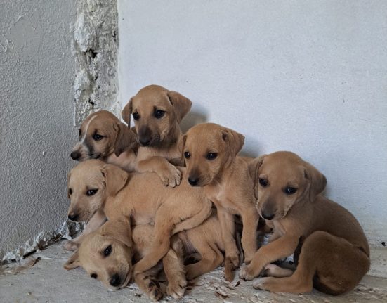 Filhotes abandonados no Parque das Araucárias precisam de um novo lar