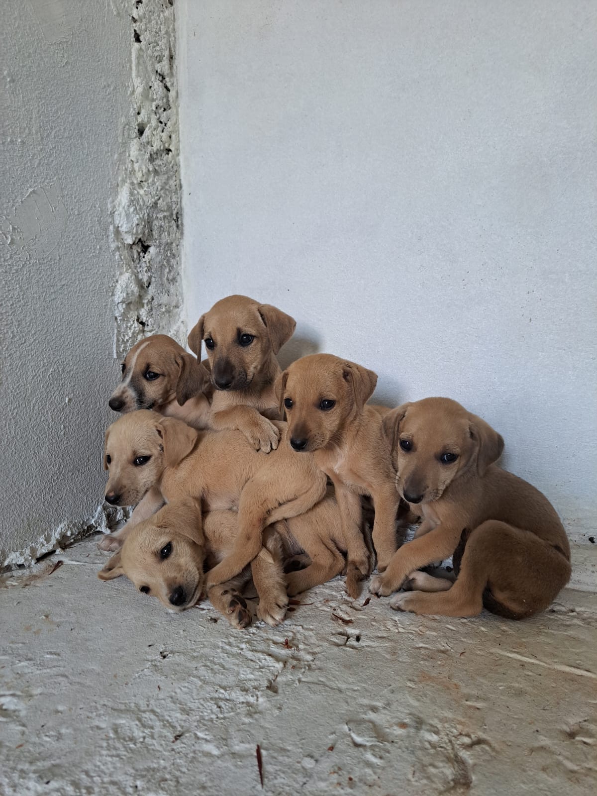 Filhotes abandonados no Parque das Araucárias precisam de um novo lar