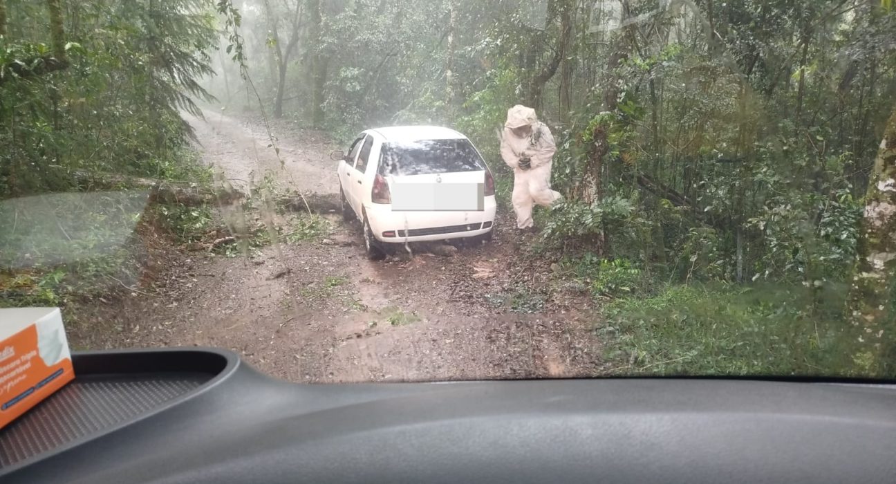 Abelhas atacam ocupante após carro ficar preso em tronco em Vitorino