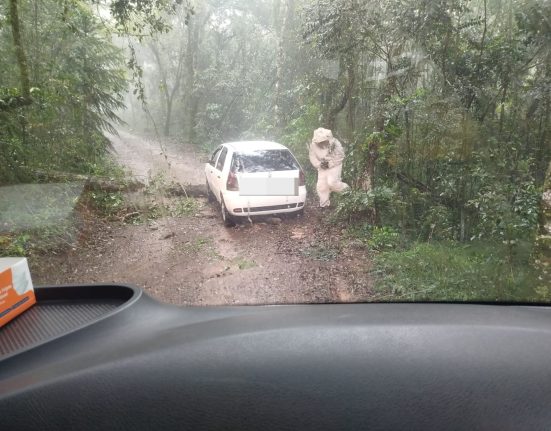 Abelhas atacam ocupante após carro ficar preso em tronco em Vitorino
