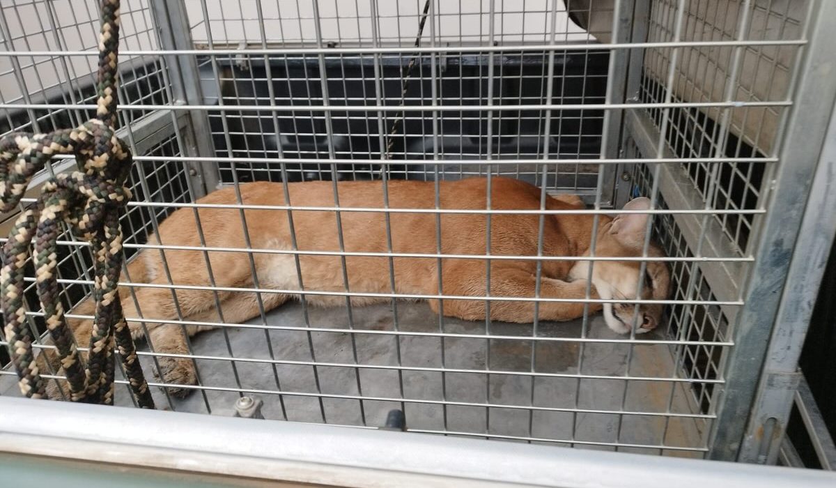 Onça-parda é capturada após ser encontrada em área urbana de Campos Novos - Fotos e Vídeos Divulgação Atual FM Concórdia