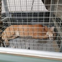Onça-parda é capturada após ser encontrada em área urbana de Campos Novos - Fotos e Vídeos Divulgação Atual FM Concórdia