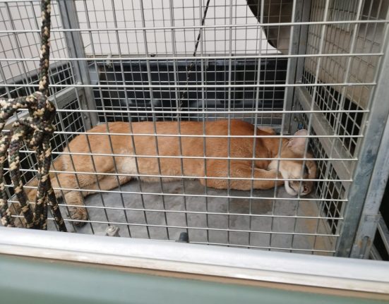 Onça-parda é capturada após ser encontrada em área urbana de Campos Novos - Fotos e Vídeos Divulgação Atual FM Concórdia