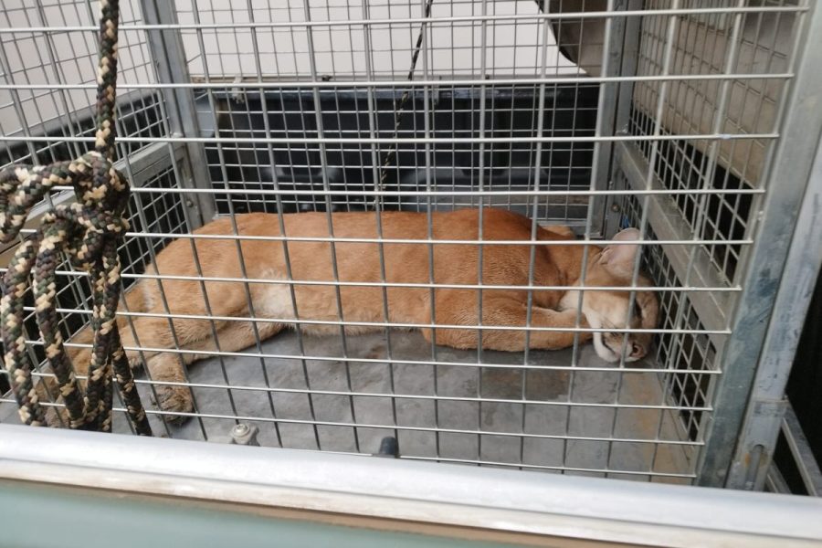Onça-parda é capturada após ser encontrada em área urbana de Campos Novos - Fotos e Vídeos Divulgação Atual FM Concórdia