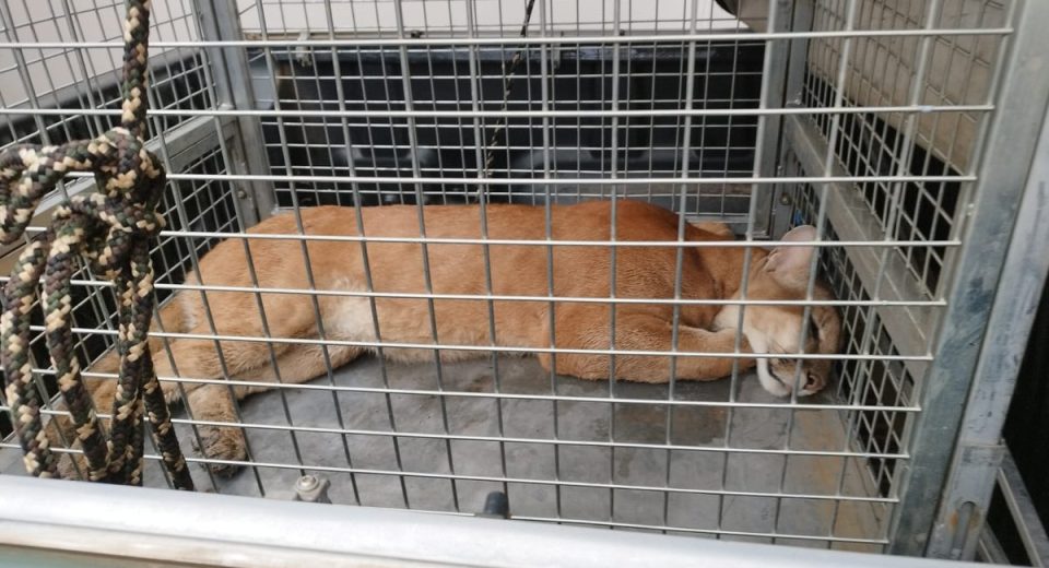 Onça-parda é capturada após ser encontrada em área urbana de Campos Novos - Fotos e Vídeos Divulgação Atual FM Concórdia