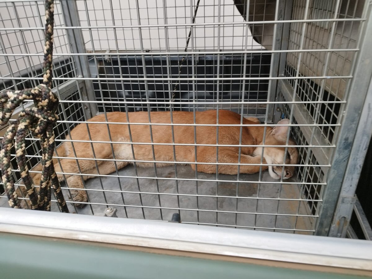 Onça-parda é capturada após ser encontrada em área urbana de Campos Novos - Fotos e Vídeos Divulgação Atual FM Concórdia