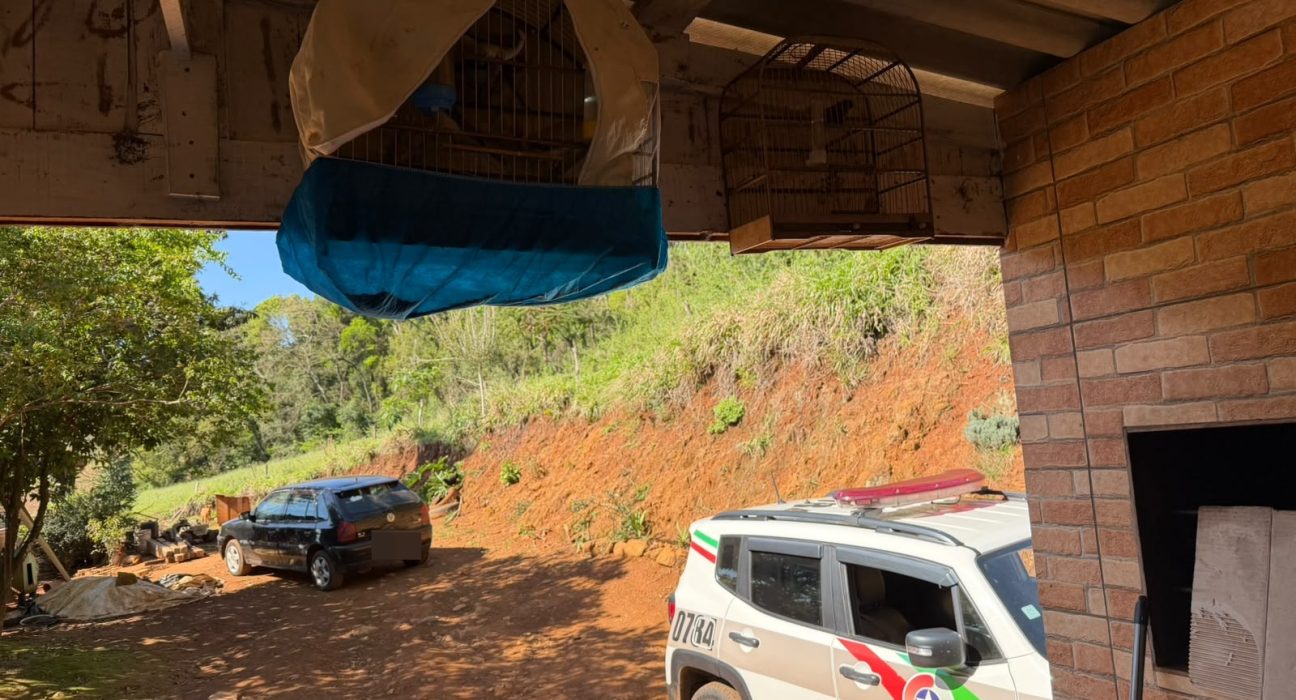 Polícia apreende aves silvestres em propriedade no interior de São Domingos