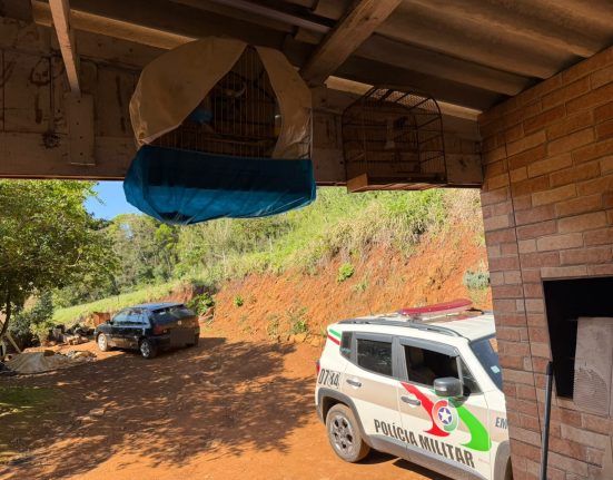 Polícia apreende aves silvestres em propriedade no interior de São Domingos