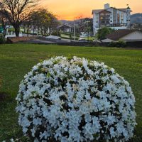 Flores enfeitam a paisagem de Treze Tílias com a chegada da primavera - Foto Oeste Mais
