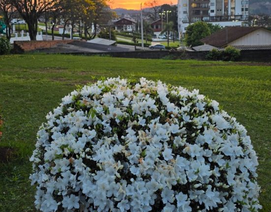Flores enfeitam a paisagem de Treze Tílias com a chegada da primavera - Foto Oeste Mais