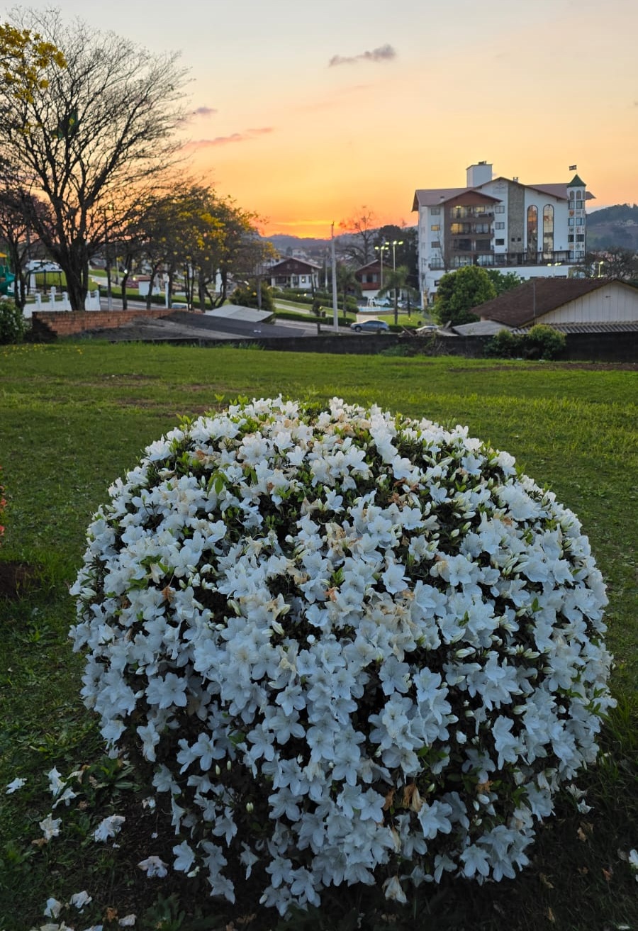 Flores enfeitam a paisagem de Treze Tílias com a chegada da primavera - Foto Oeste Mais