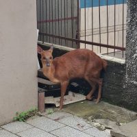 Animal foi encaminhado para atendimento veterinário - Foto Corpo de Bombeiros