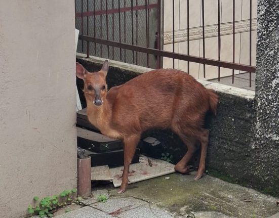 Animal foi encaminhado para atendimento veterinário - Foto Corpo de Bombeiros