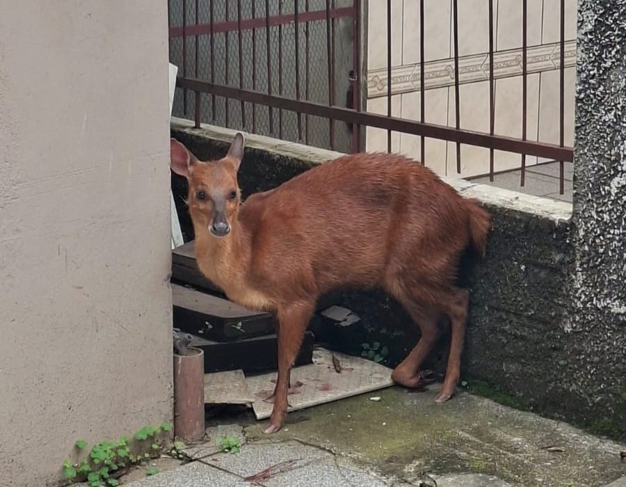 Animal foi encaminhado para atendimento veterinário - Foto Corpo de Bombeiros