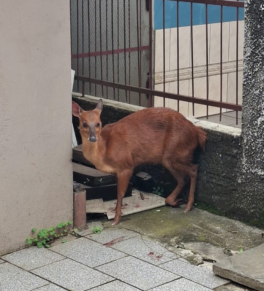 Animal foi encaminhado para atendimento veterinário - Foto Corpo de Bombeiros