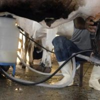 Santa Catarina ficou entre os cinco maiores produtores, com 3,4 bilhões de litros - Foto Marcello Casal Jr. Agência Brasil