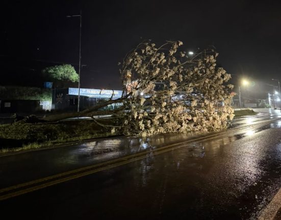 Árvore derrubada pelo vento em Ipuaçu - Fotos Defesa Civil