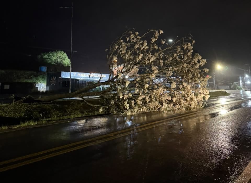 Árvore derrubada pelo vento em Ipuaçu - Fotos Defesa Civil
