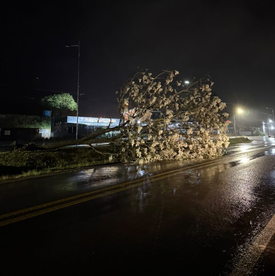 Árvore derrubada pelo vento em Ipuaçu - Fotos Defesa Civil