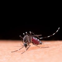 Xanxerê confirma caso importado de dengue