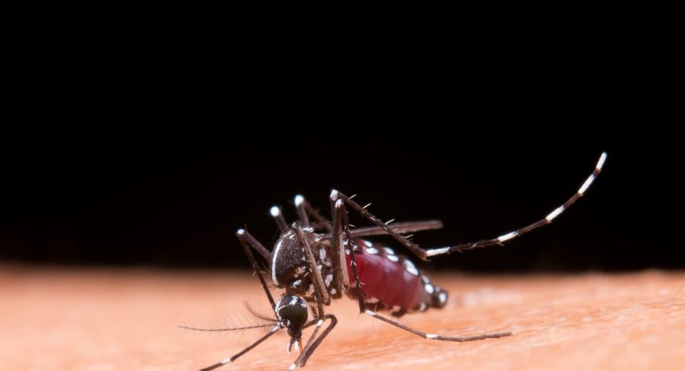 Xanxerê confirma caso importado de dengue