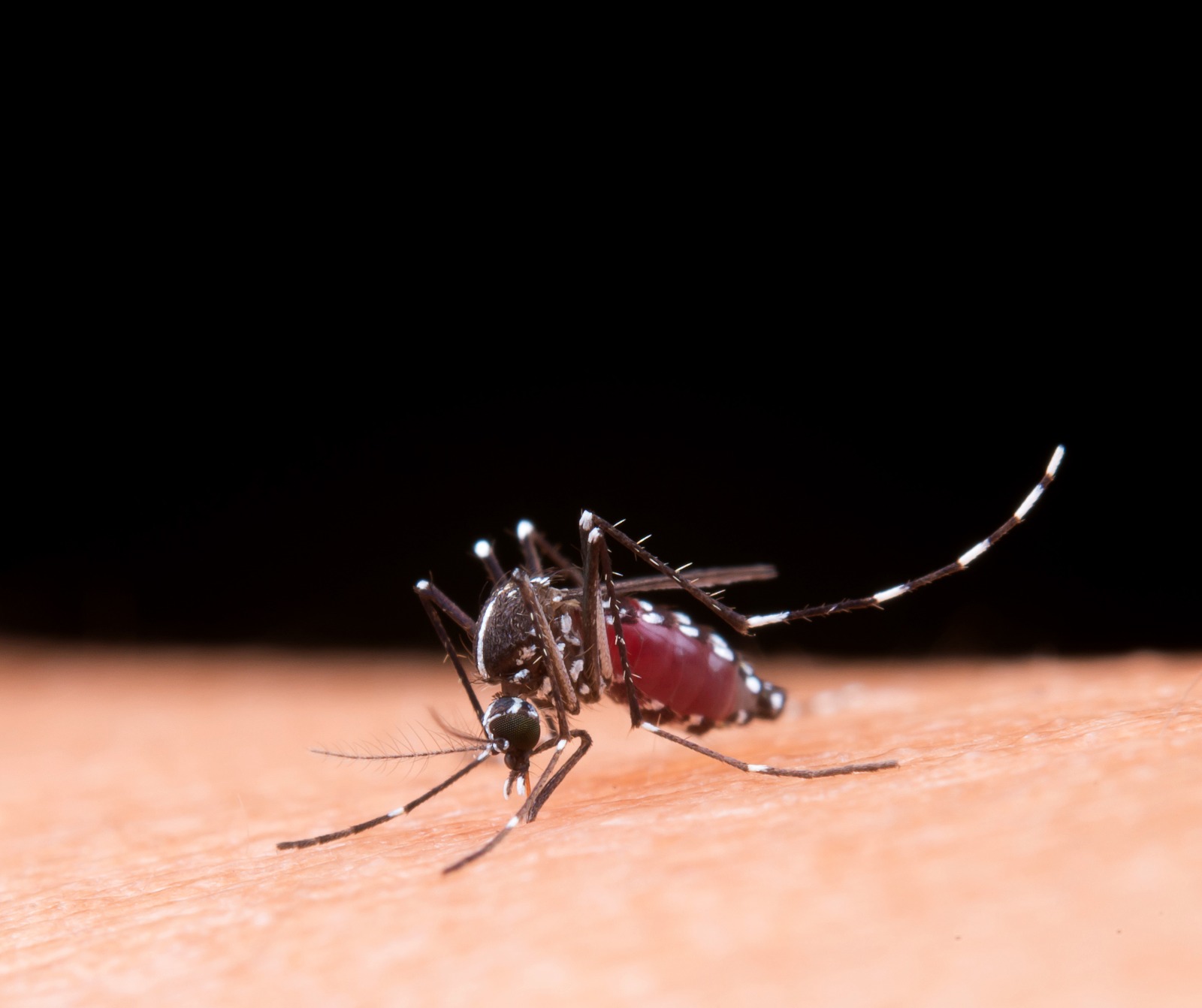 Xanxerê confirma caso importado de dengue