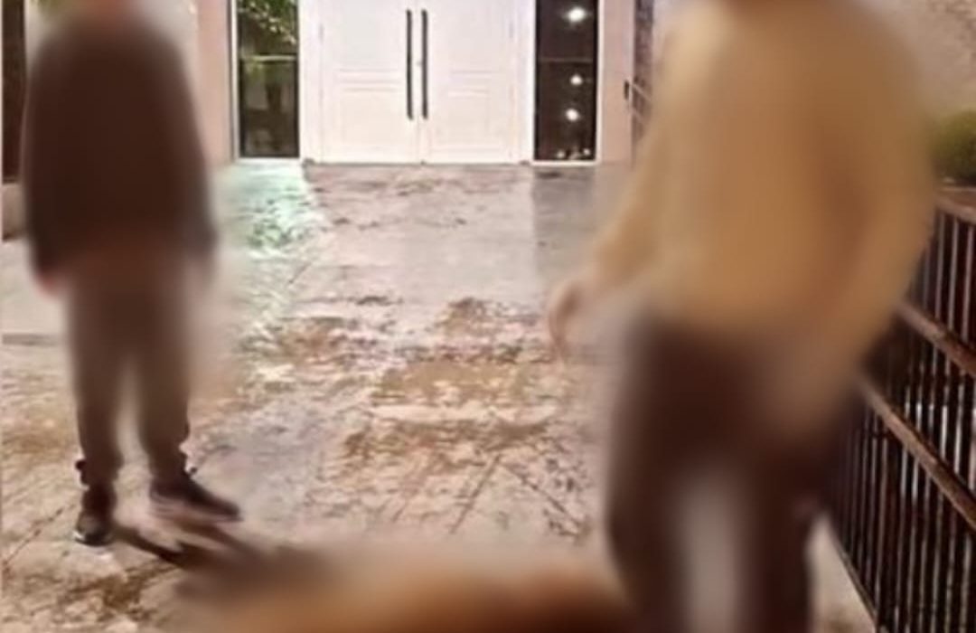 Veado morreu após ser atacado por cães em Irani - Foto Reprodução Instagram de Sandro Pereira