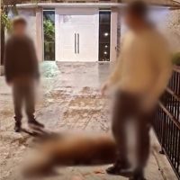Veado morreu após ser atacado por cães em Irani - Foto Reprodução Instagram de Sandro Pereira