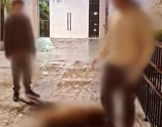 Veado morreu após ser atacado por cães em Irani - Foto Reprodução Instagram de Sandro Pereira