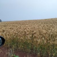 Chuva e temporais voltam a atingir Santa Catarina nesta semana