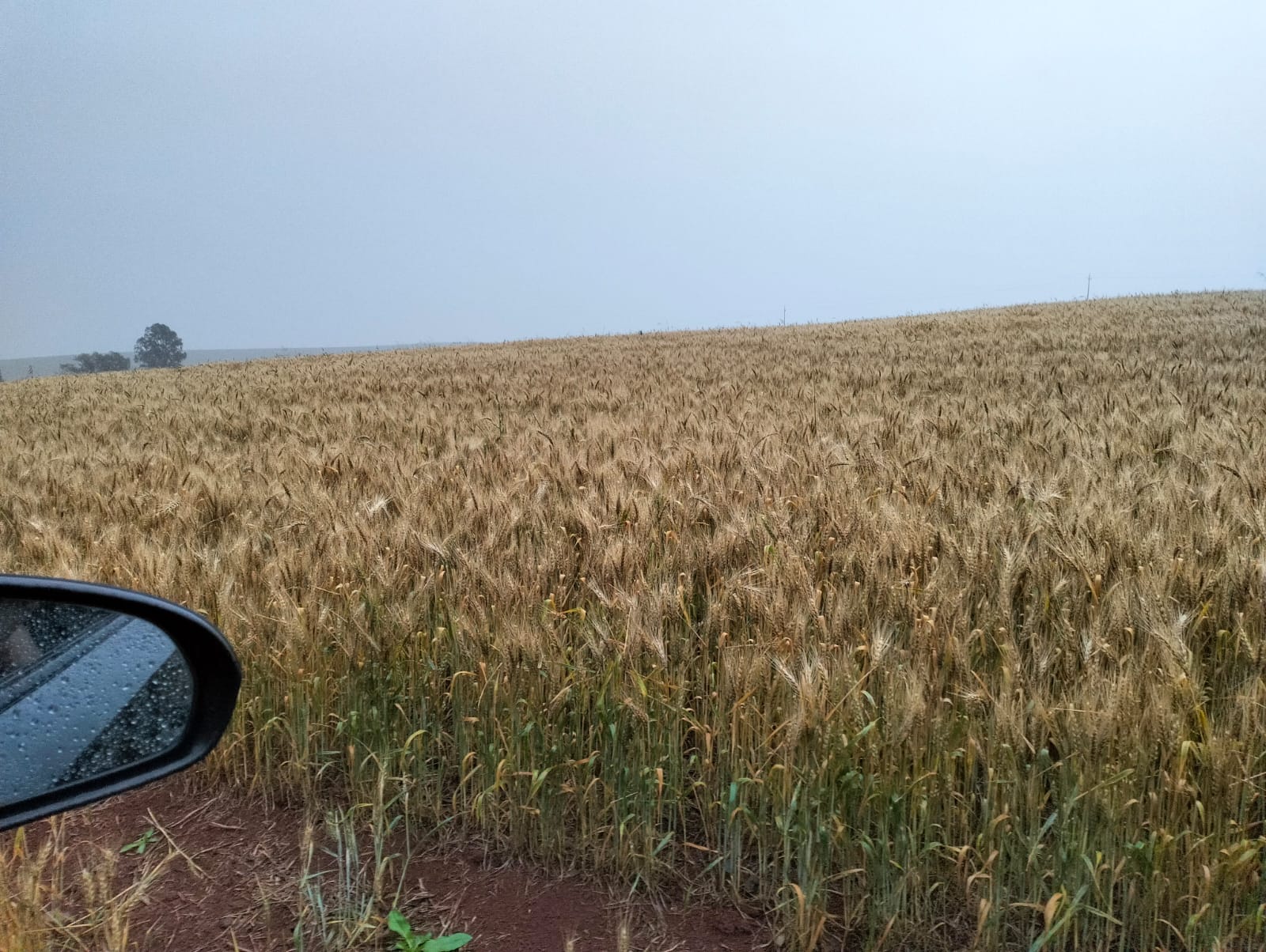 Chuva e temporais voltam a atingir Santa Catarina nesta semana