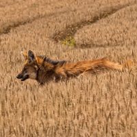 Lobo-guará foi visto em uma propriedade rural de Abelardo Luz - Foto e Vídeo Imagem melhorada com IA Bibiana Spautz Da Costa ND Mais