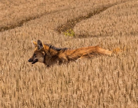 Lobo-guará foi visto em uma propriedade rural de Abelardo Luz - Foto e Vídeo Imagem melhorada com IA Bibiana Spautz Da Costa ND Mais