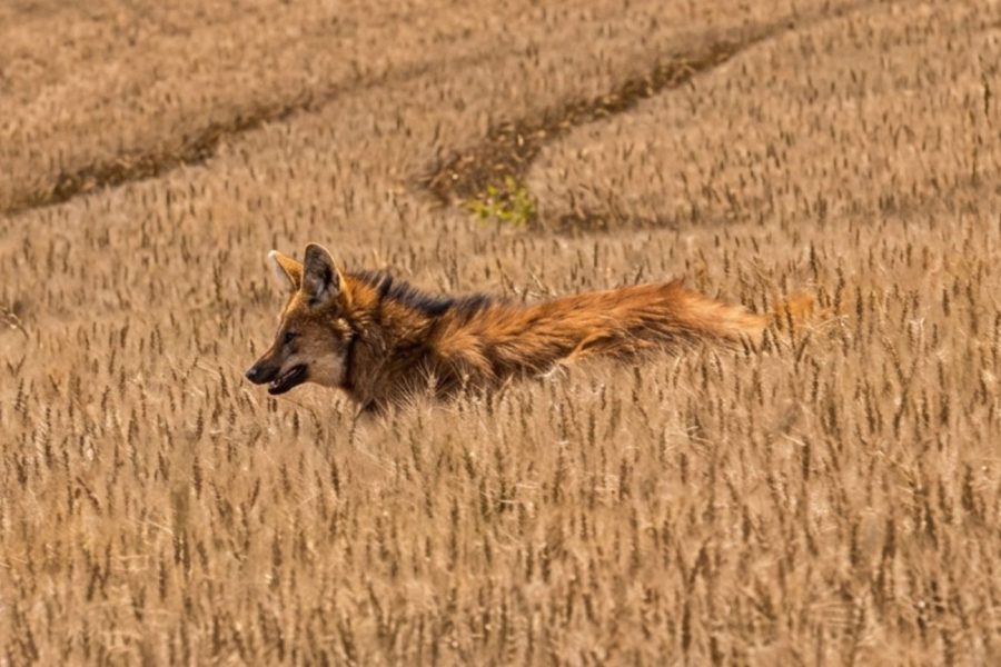 Lobo-guará foi visto em uma propriedade rural de Abelardo Luz - Foto e Vídeo Imagem melhorada com IA Bibiana Spautz Da Costa ND Mais