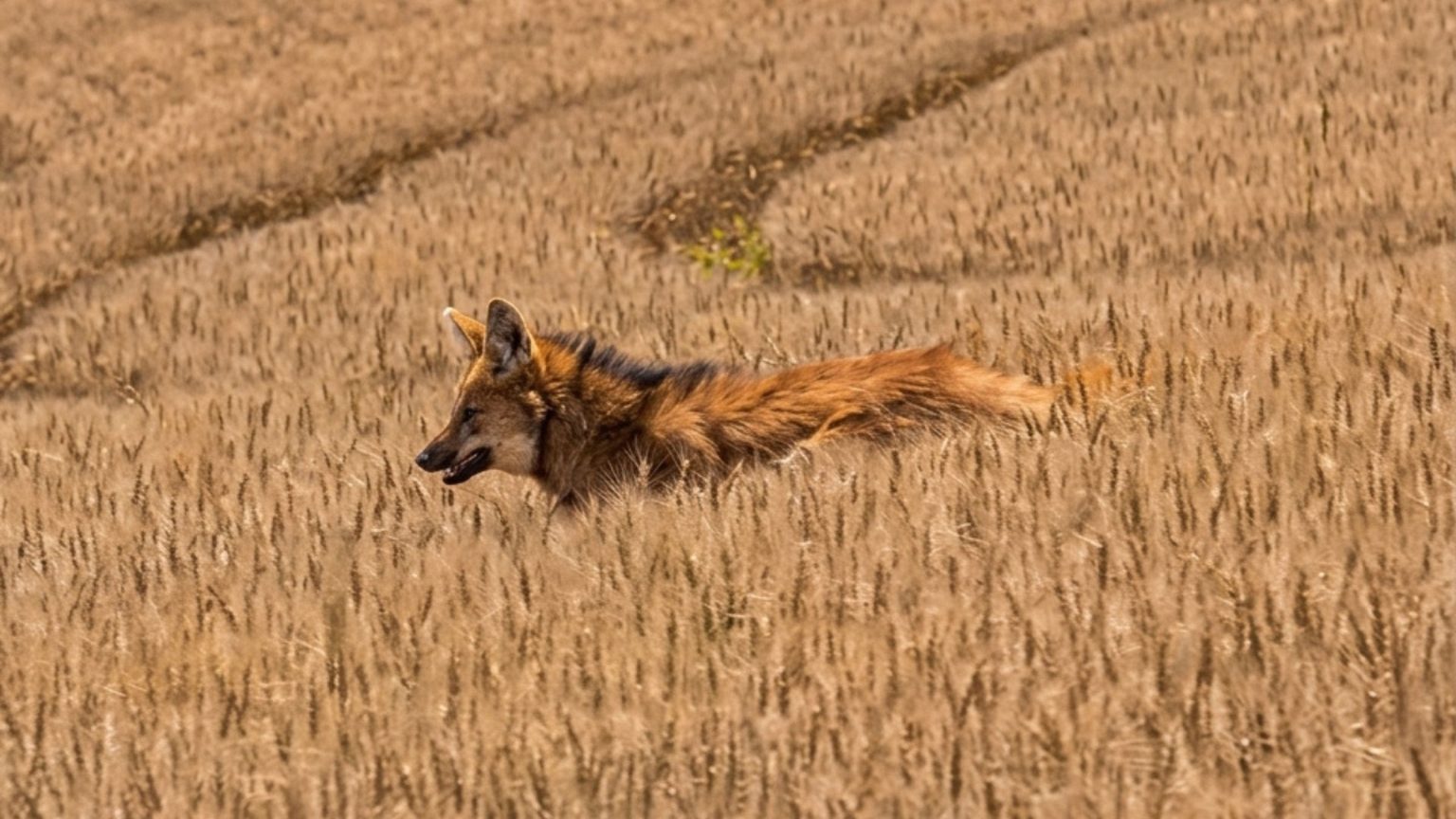 Lobo-guará foi visto em uma propriedade rural de Abelardo Luz - Foto e Vídeo Imagem melhorada com IA Bibiana Spautz Da Costa ND Mais