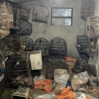 Aves foram resgatadas na tarde desta quinta-feira, em uma propriedade em Caçador - Fotos Polícia Militar Ambiental