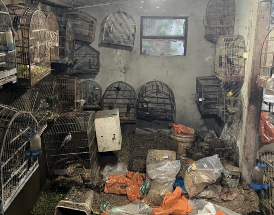 Aves foram resgatadas na tarde desta quinta-feira, em uma propriedade em Caçador - Fotos Polícia Militar Ambiental