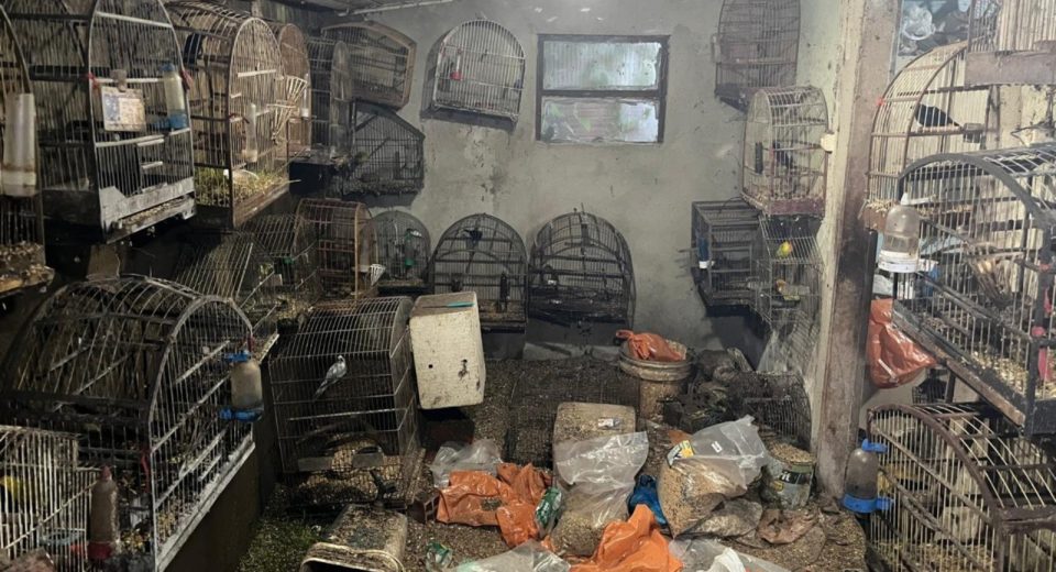 Aves foram resgatadas na tarde desta quinta-feira, em uma propriedade em Caçador - Fotos Polícia Militar Ambiental