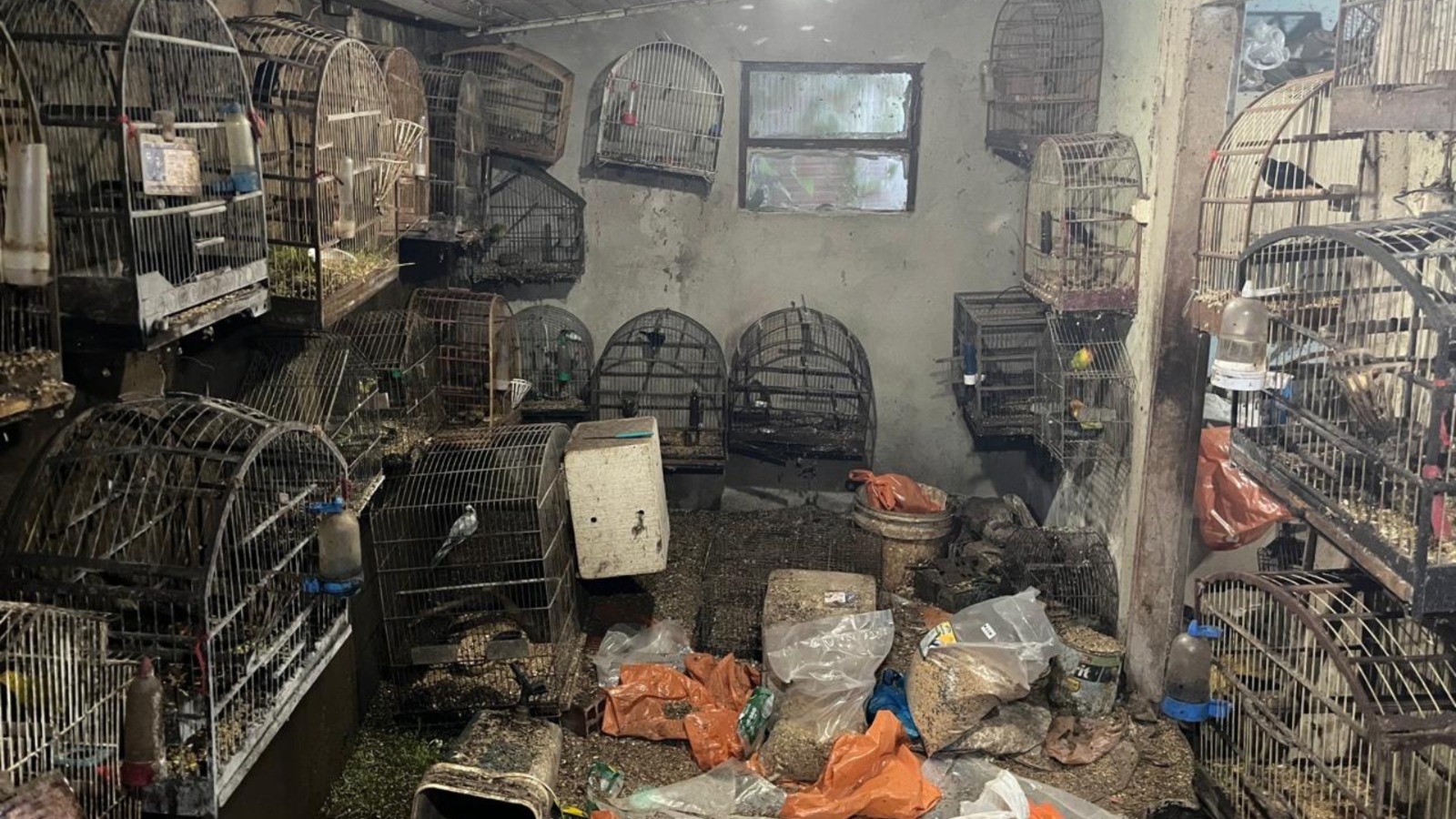 Aves foram resgatadas na tarde desta quinta-feira, em uma propriedade em Caçador - Fotos Polícia Militar Ambiental
